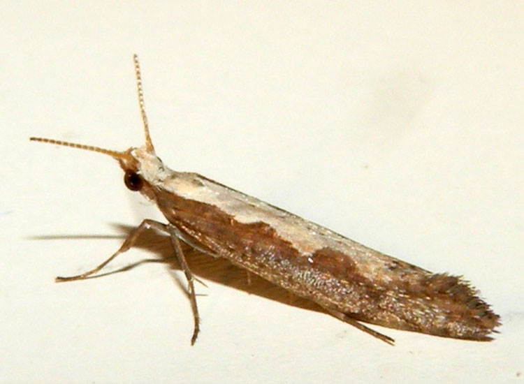 farfalletta bianca : Plutella xylostella